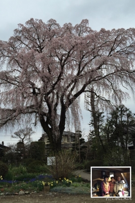 しだれ桜の名所「矢板武記念館」で思いがけぬ再会